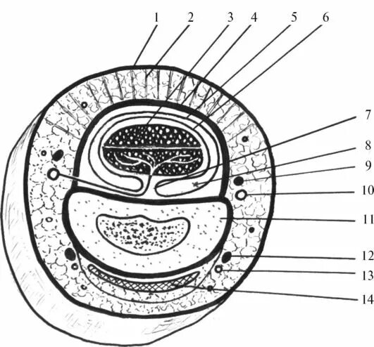 поперечный разрез пальца. поперечный срез пальца топографическая анатомия. поперечный разрез пальца кисти. строение пальца. кожа пальца человека («толстая» кожа) гистология.