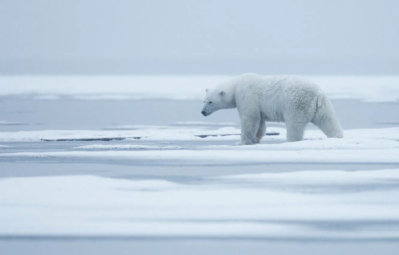 На следующей странице представлены фотографии белого медведя. Белый медведь арктических пустынь. Суперхищники Полярный медведь. Белые медведи в арктических пустынях. Белый медведь в арктической пустыне.