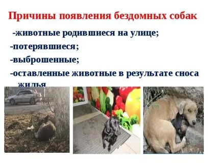 Причины появления бездомных животных