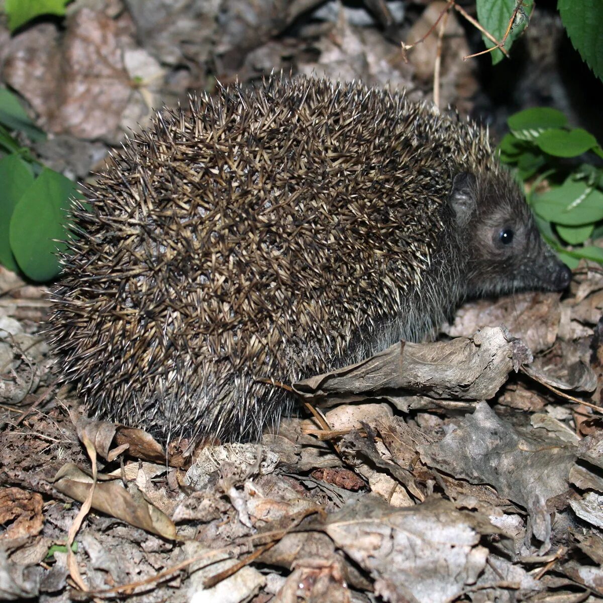 Erinaceus roumanicus. Обыкновенный ёж. Хренобус ёж. Южный ёж.