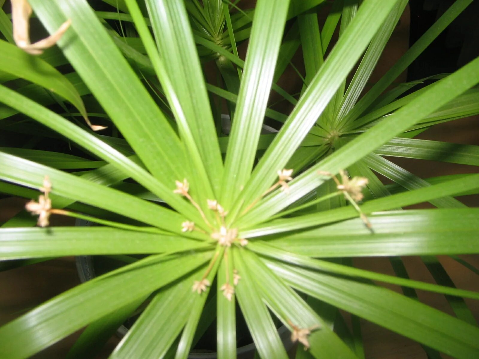 Тростниковая пальма. Тростниковая пальма. Thrinax parviflora (тринакс, пальма). Тростниковая пальма. Рапис пальма узколистная.