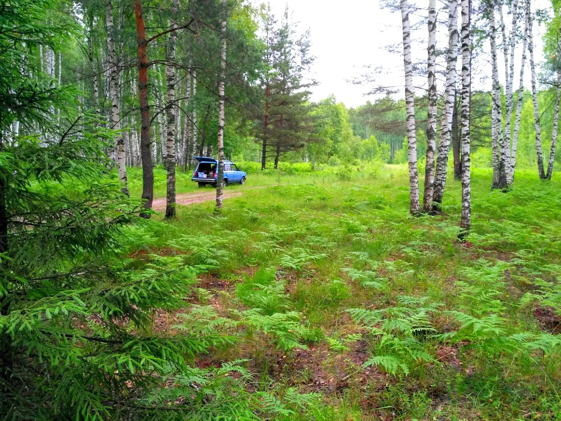 работа лесной нижняя. рубка деревьев. памятник природы стригинский бор. русский лес нижний тагил. леса новгородской области.