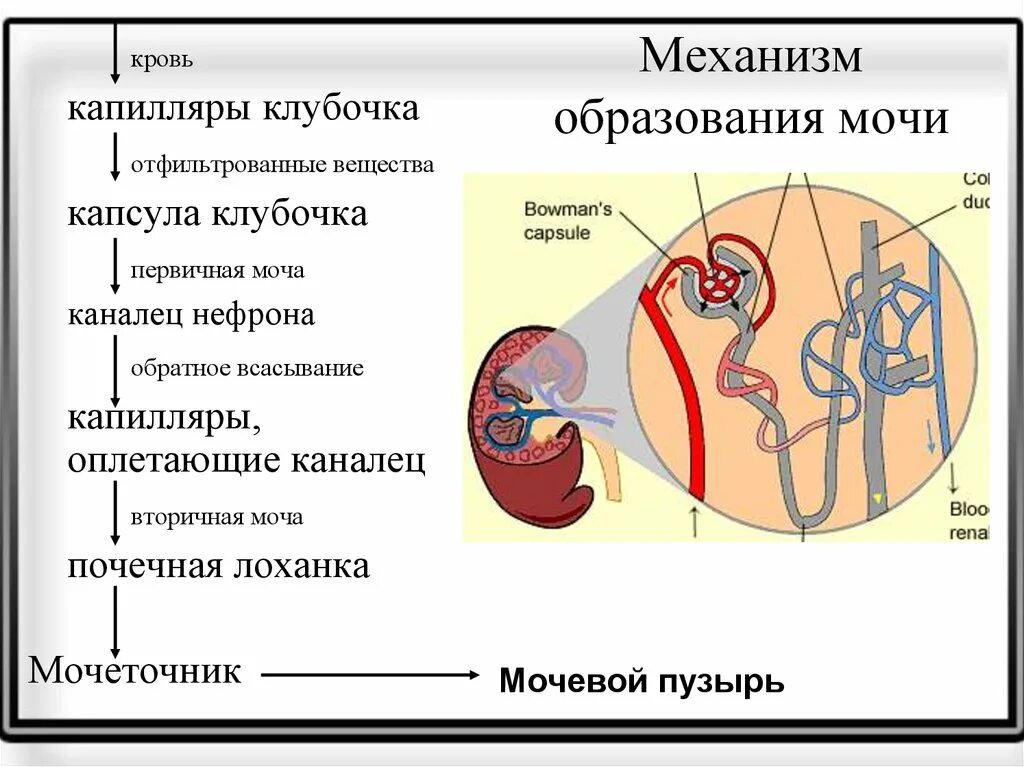 Прохождение мочи по нефрону последовательность. Этапы образования мочи схема. Схема образования мочи в почках. Процесс образования мочи схема. Схема процесса образования первичной и вторичной мочи.