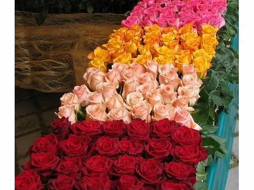 Купить растения на авито кемерово. Трава салон цветов кемерово. Трава салон цветов кемерово. Цветочный салон кемерово на ленина. Цветы кемерово.