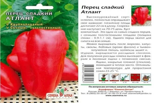 Сорт перца русский размер. Перец сорт арчи. перец сладкий атлант. перец атлант фото. перец сладкий русский размер.