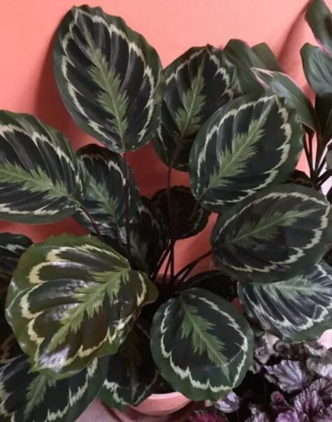 Pin on Houseplants!