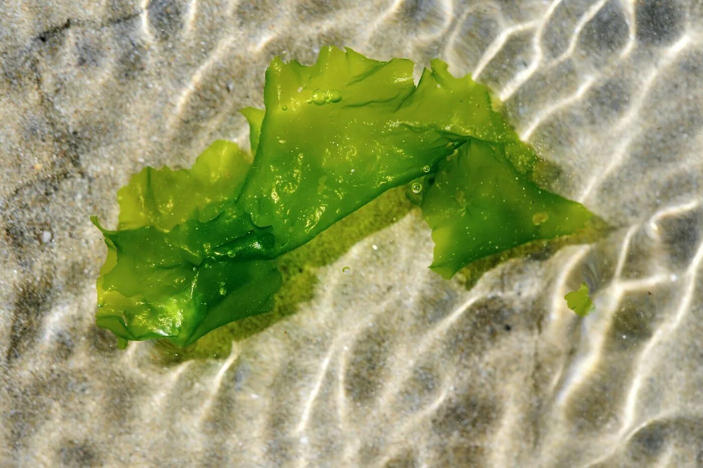 Водоросли в домашних условиях. Ламинария зеленая водоросль. Синезеленные водоросли. Хлорофиты водоросли. Аэрофитон водоросли.