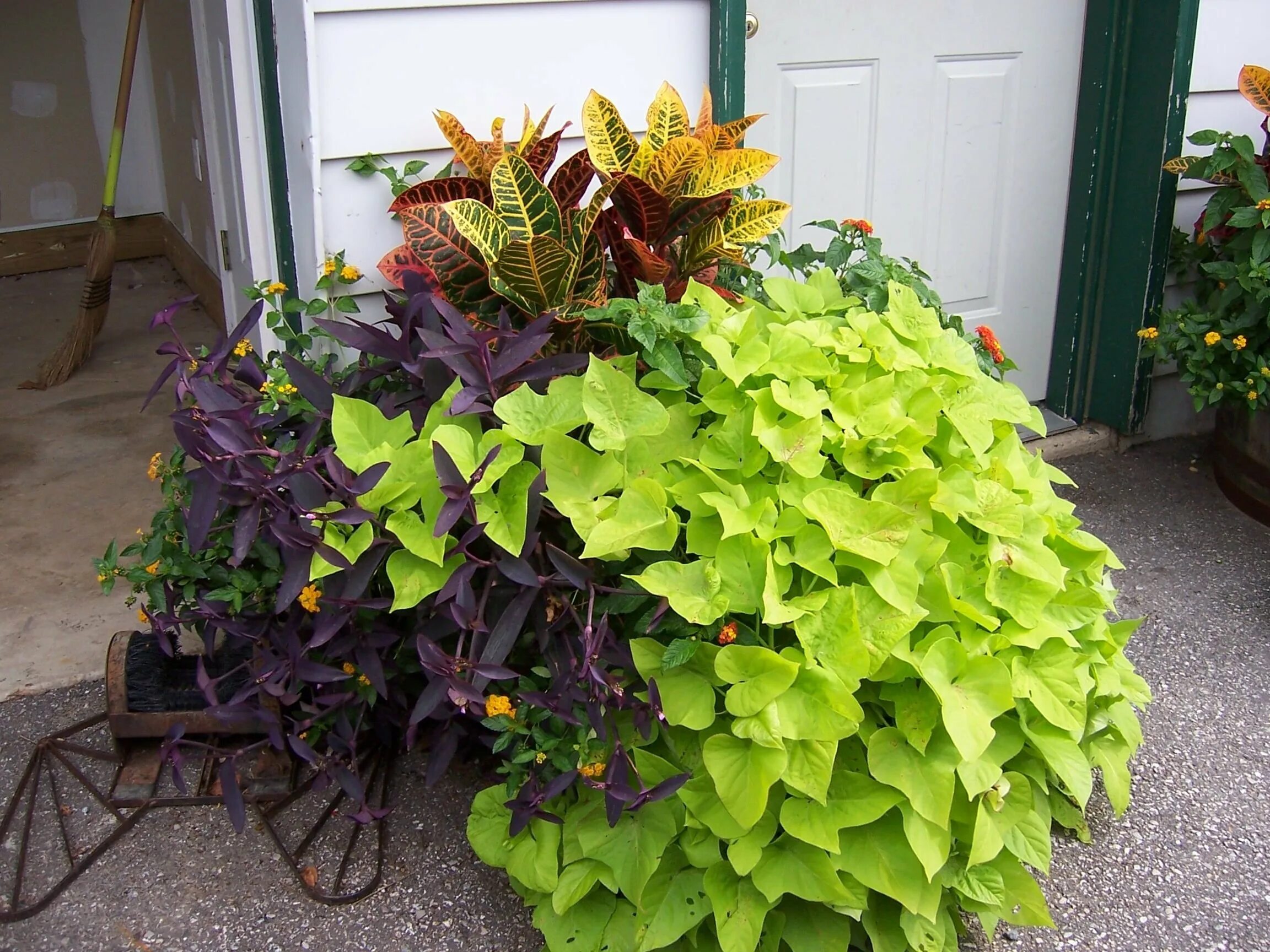 Ипомея батат ампельная. Ипомея батат. Ипомея ампельная плющевидная. Ипомея батат посадка и уход в открытом. Ипомея батат blackie.