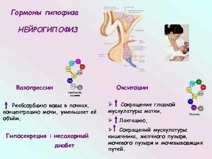 Выделение пролактина. Гипофиз аденогипофиз нейрогипофиз гормоны. Гипофиз гормон пролактин функции. Вазопрессин пролактин гормон. Гипофункция пролактина гормона.