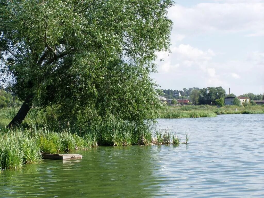 озеро спасское ярославская область. озеро спасское городецкий. спасское болото ярославская область. толоконцевское озеро нижегородская область. озеро спасское нижегородской области.