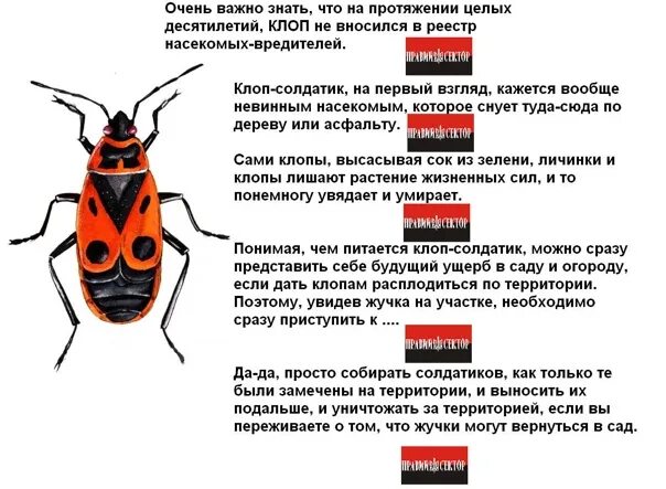 Красноклоп бескрылый ( клоп-солдатик) (Pyrrhocoris apterus). Клоп солдатик строение. Строение жука клопа солдатика. Клоп солдатик стадии развития.