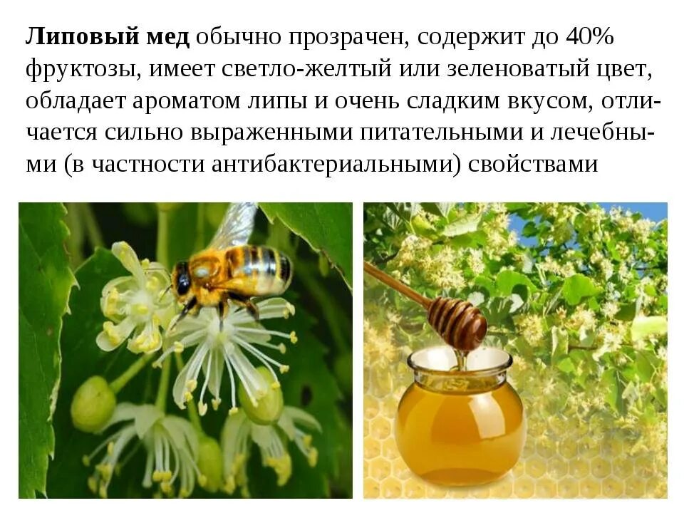 Луговой, Алтайский мёд натуральный 1,5 кг ведро пластиковое. АМП
