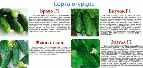 Почему сорт полезен