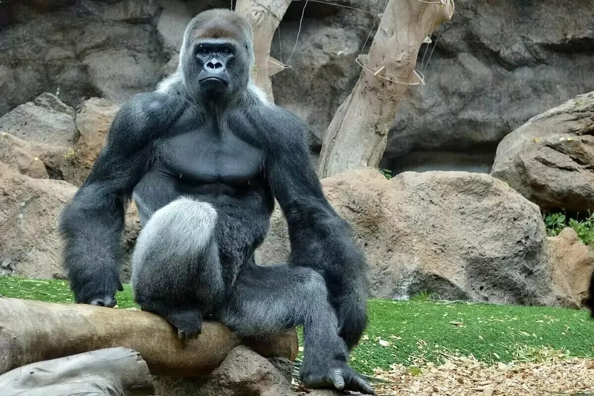 Горилла, самец. Альфа самец гориллы. Вес гориллы самца. Обезьяна горилла.