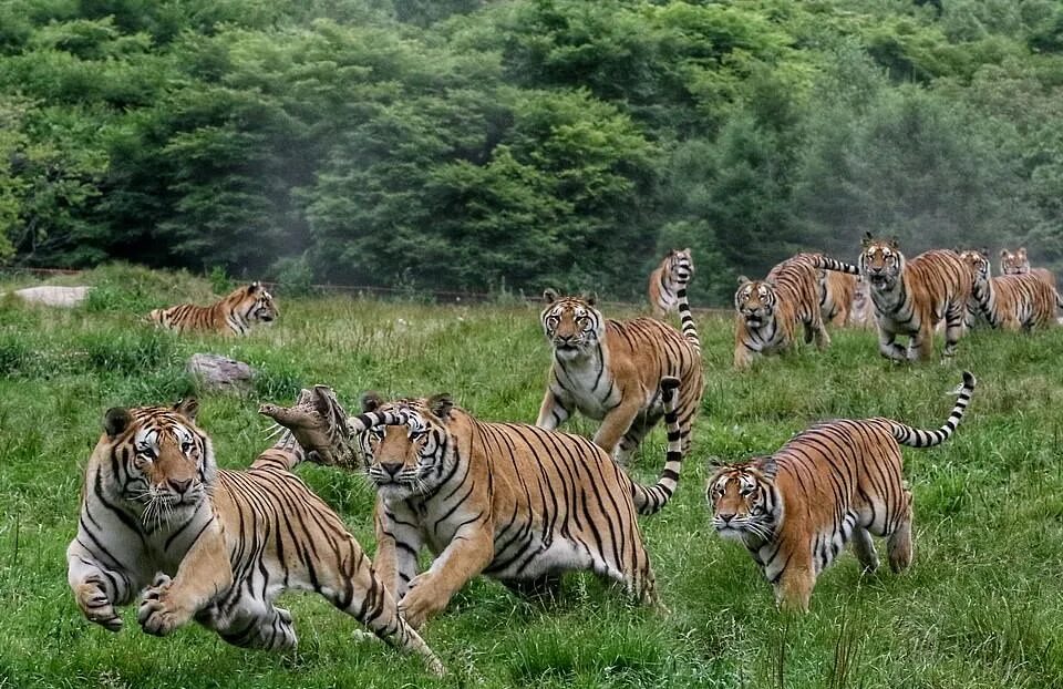Амурский тигр. Тигры стая. Тигр фото. Тигр в дикой природе.