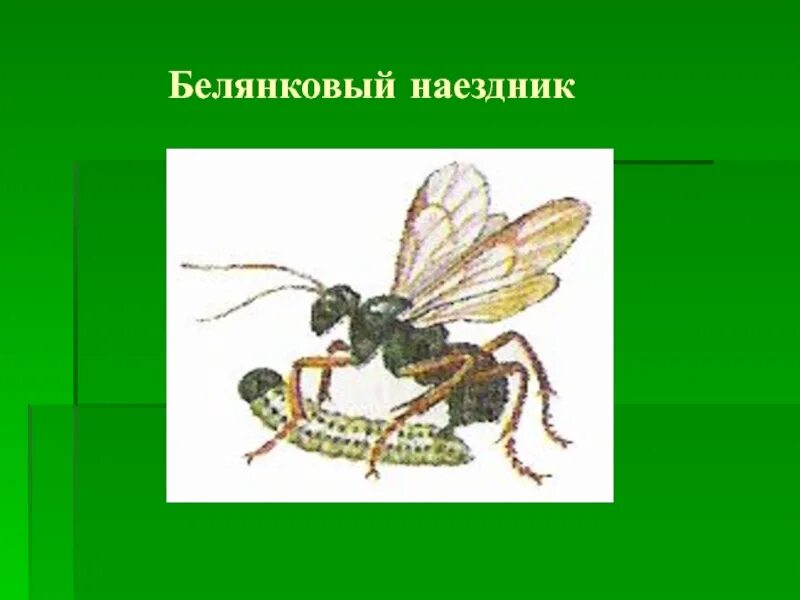 Класс наездника. ЯЙЦЕЕД Перепончатокрылые. Жук белянковый наездник. Отряд Перепончатокрылые наездники. Наездник-ЯЙЦЕЕД личинки.