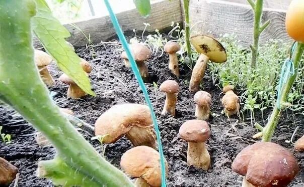 Посеять грибы. Грибы в огороде. Грибы на грядке. Вырастить белые грибы на участке. Грибы выросли на грядке.