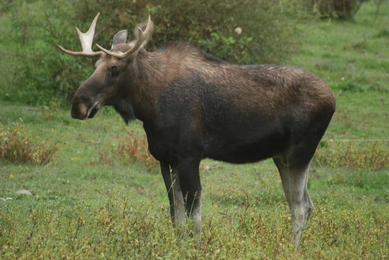 Лоси в америке. Американский Лось. Лосиха американская.. Самка американского лося.