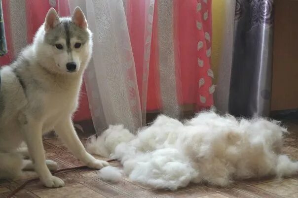 Линька у хаски. Хаски после линьки. Собаки для квартиры. Собака хаски на воде. Щенок хаски в квартире.