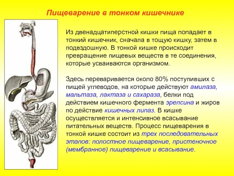 Всасывание в толстом кишечнике