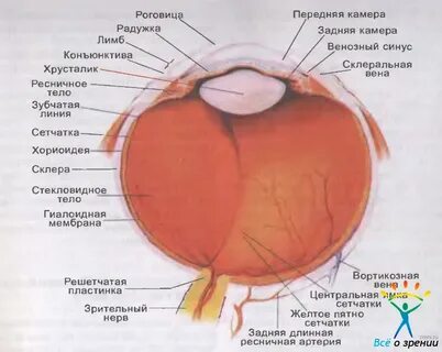Анатомия яблока