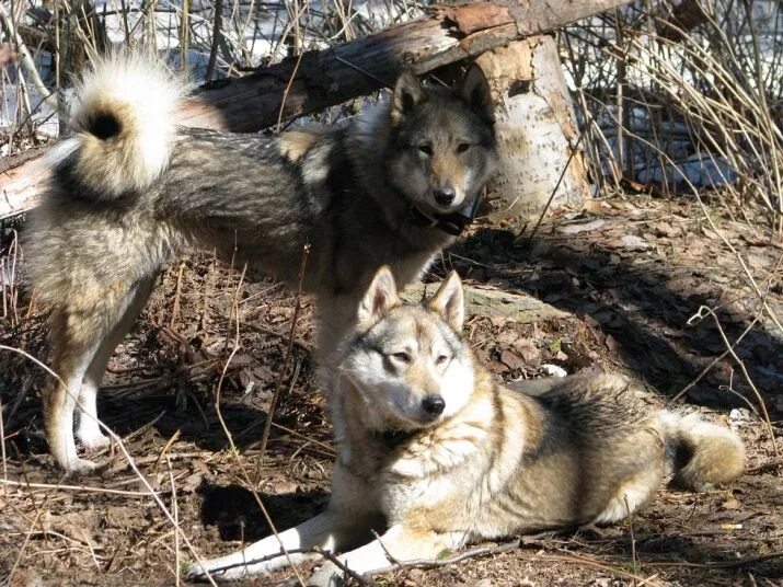 Мод на супер лайки. Лайка от хаски. Лайка в движении. Западносибирская лайка. Лайка хаски маламут.