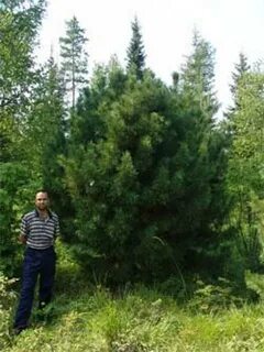 Кедр плодоносит через