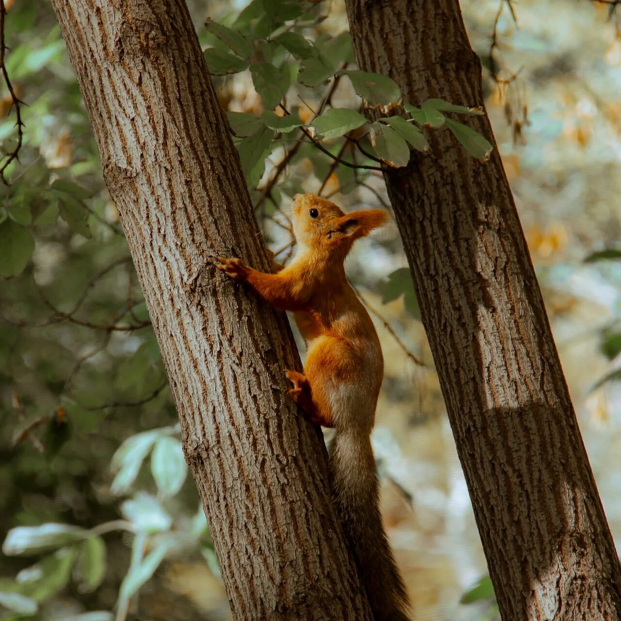 Tree animals