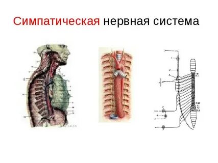 Нервы симпатической системы