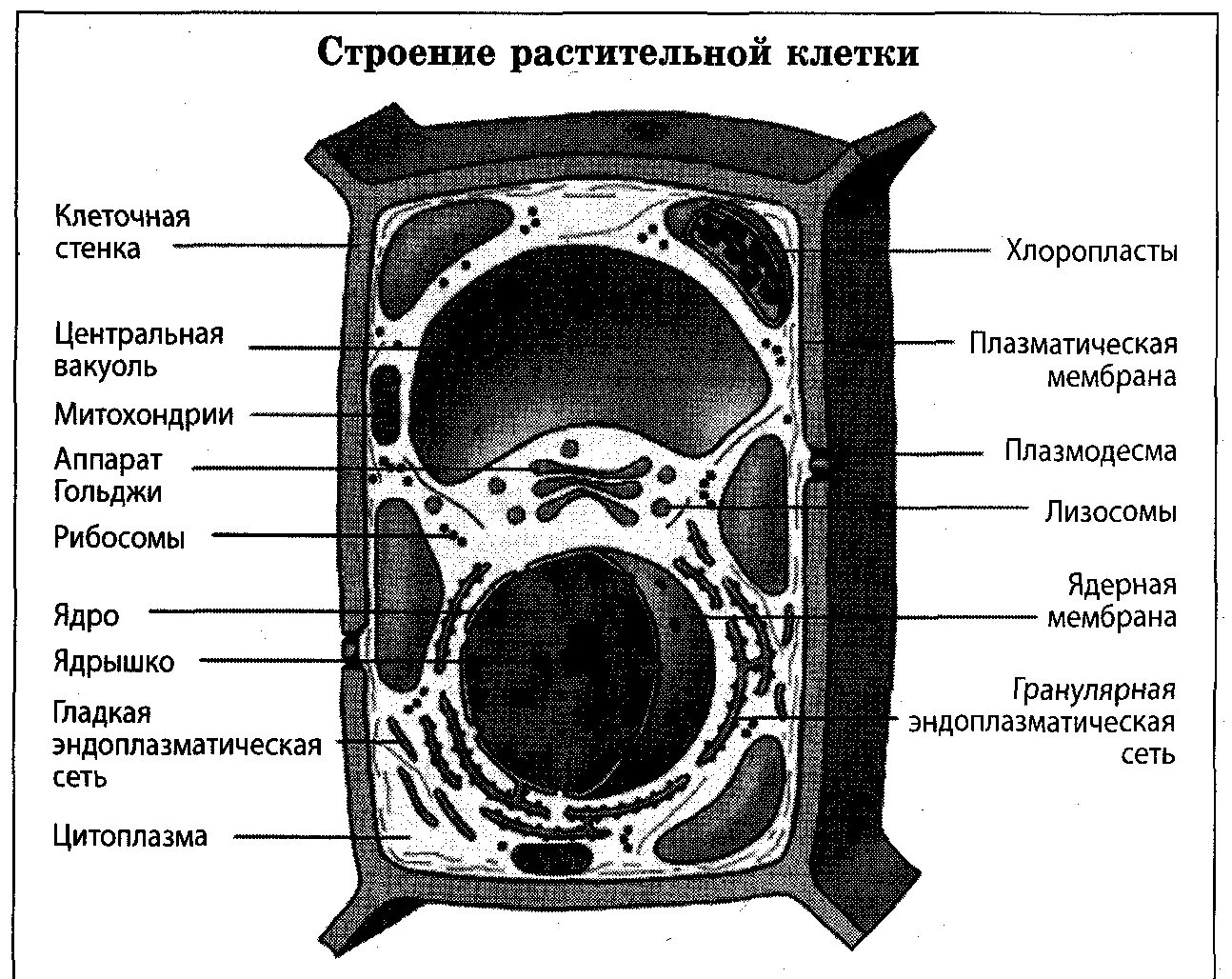 Структура растительной клетки 6 класс впр. Строение растительной клетки. Структура растительной клетки. Схема строения клетки растения. Общий план строения растительной клетки.