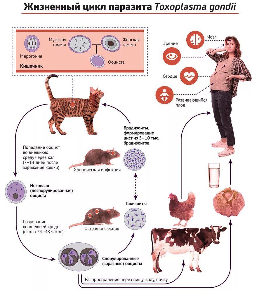 Какая болезнь передается от кошек. Токсоплазма жизненный цикл схема. Жизненный цикл паразита Toxoplasma gondii. Схема жизненного цикла развития токсоплазмы. Токсоплазмоз цикл развития схема.