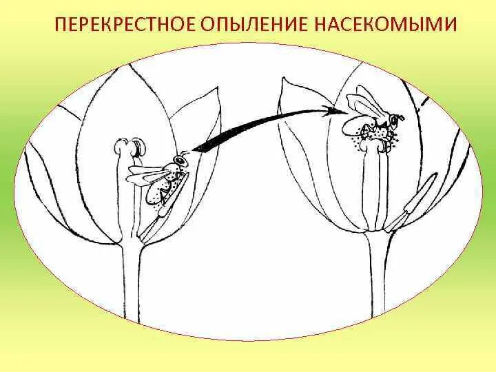 Типы опыления покрытосеменных. Типы опыления покрытосеменных