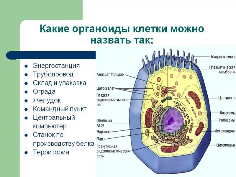 Органоид обозначен на рисунке цифрой. Неклеточные органоиды клетки. 4. Органеллы растительной клетки.. Строение животной клетки перечисление. Неклеточны органиодные.