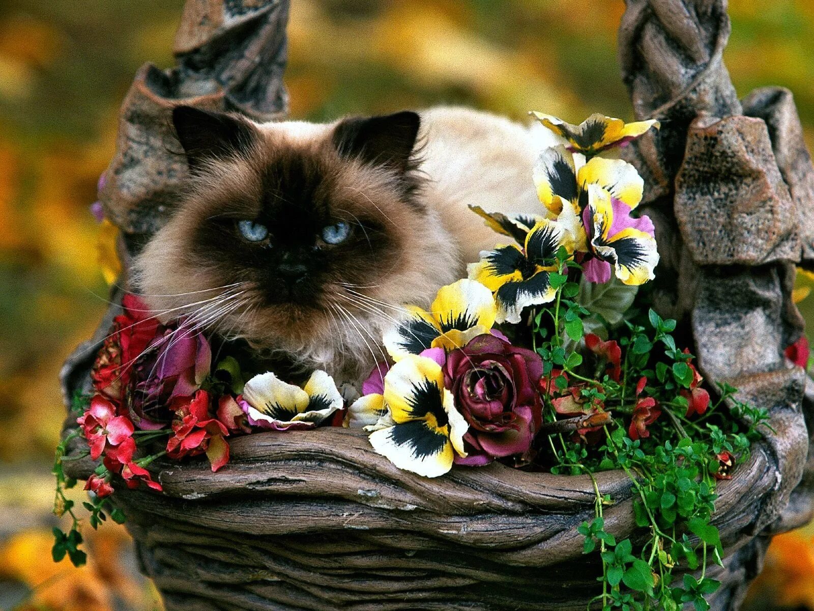 Красивые животные с цветами. Кошечка в цветах. цветы и животные. котик с цветами. кошечка с цветочком.