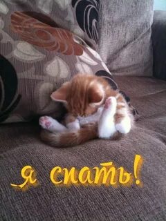 Спокойной ночи картинки животных смешные