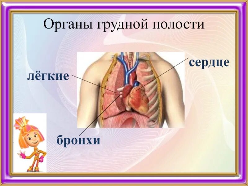 Органы грудной полостая. Легкие в грудной полости. Строение органов грудной полости.