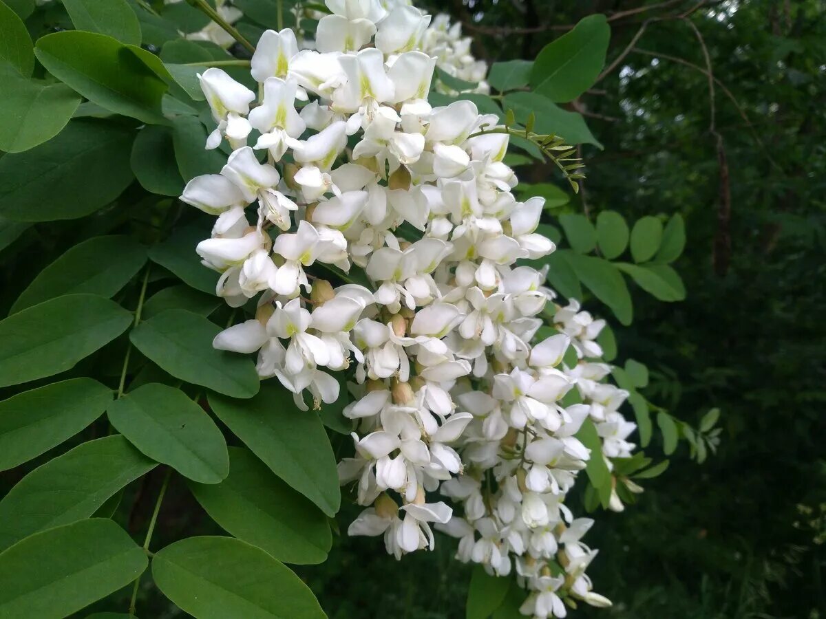 гроздья акации. цветущие магнолии в ботсаду в киеве. клематис виноградолистный. магнолия зимой. 3.