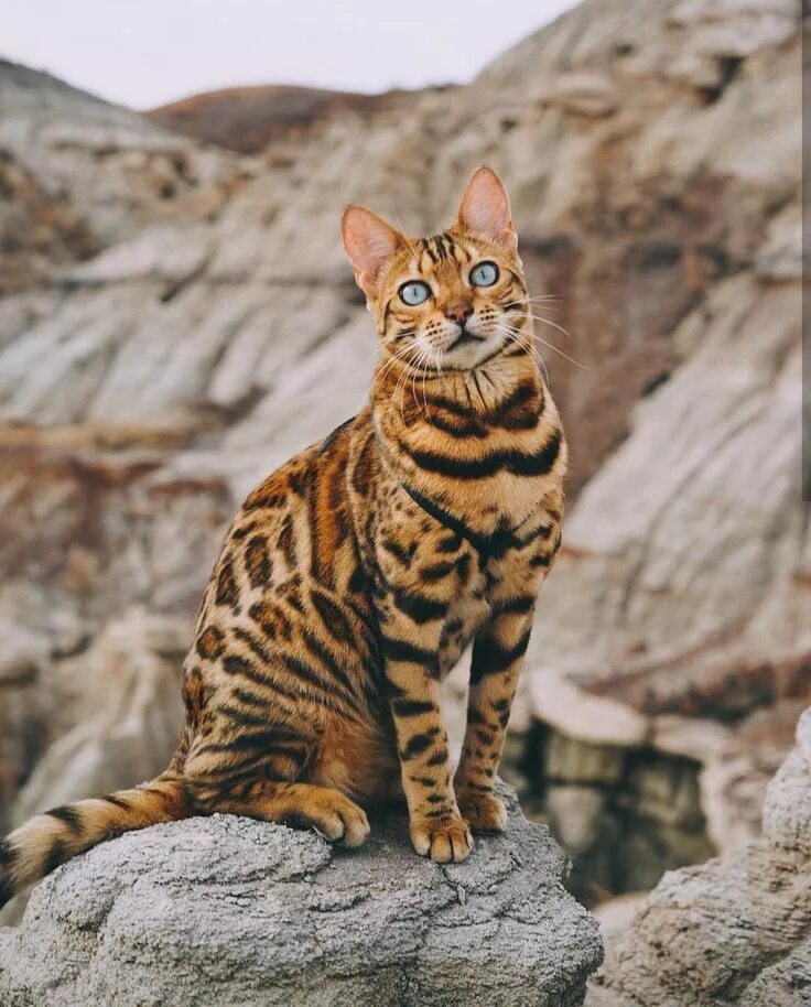 Is this a Savannah cat? I'm not sure, but its beautiful! Bengal cat, Cat breeds,