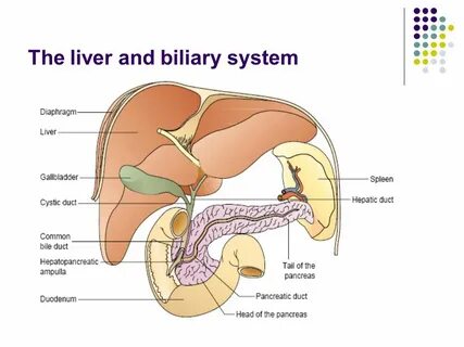 Gallbladder formula