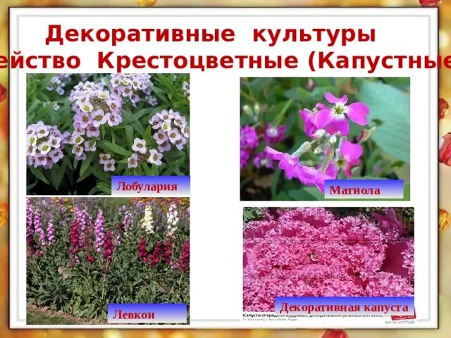 Культурные декоративные примеры. Культурные растения овощные плодовые зерновые. Культурные декоративные примеры. Культурные декоративные примеры. Культурные растения травяные.