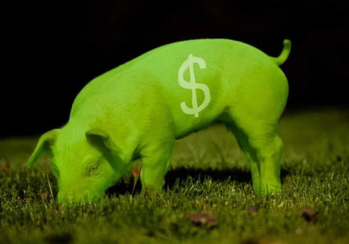 Зеленая свинья. Зелёные светящиеся свиньи. Светящиеся поросята.