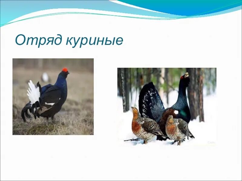 К какому отряду куриных