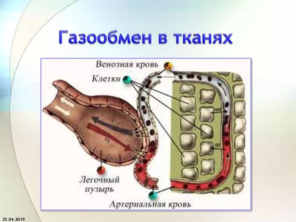 Тканевый газообмен. Газообмен в тканях. Органы газообмена. Транспорт газов кровью газообмен в тканях