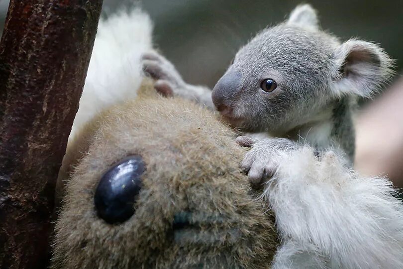 Хвост коалы. Коала хвост. У коалы есть хвост. Какой хвост у коалы. Хвост коалы фото.