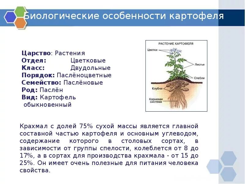 Род корневых 8. Картофель царство отдел класс семейство род вид. Систематика растений картофель. Строение корневой системы картофеля. Тип корневой системы у картофеля.