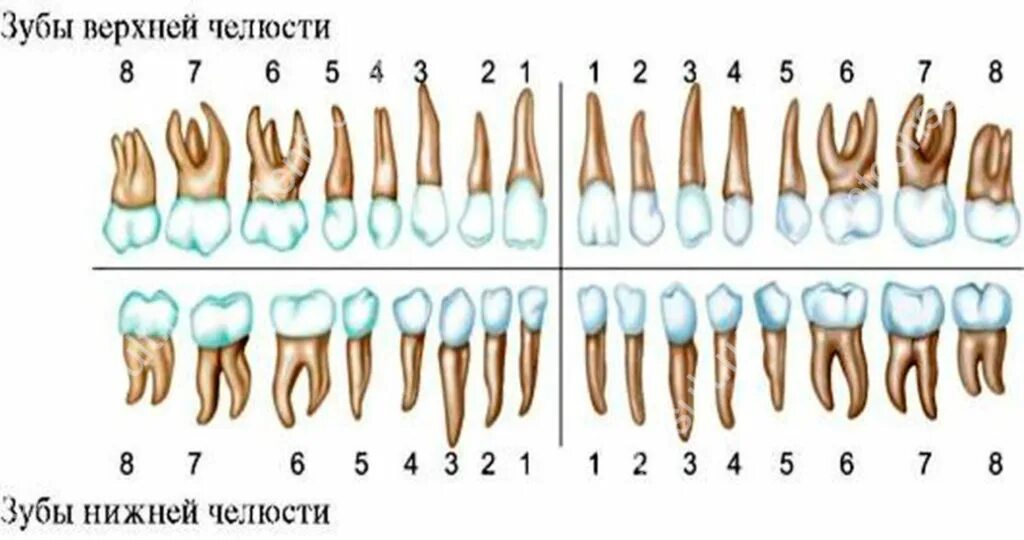 3 5 8 зуб. Строение корней зубов человека. Строение каналов зубов верхняя челюсть. Корни 6 зуба верхней челюсти. Анатомия 5 зуба верхней челюсти.