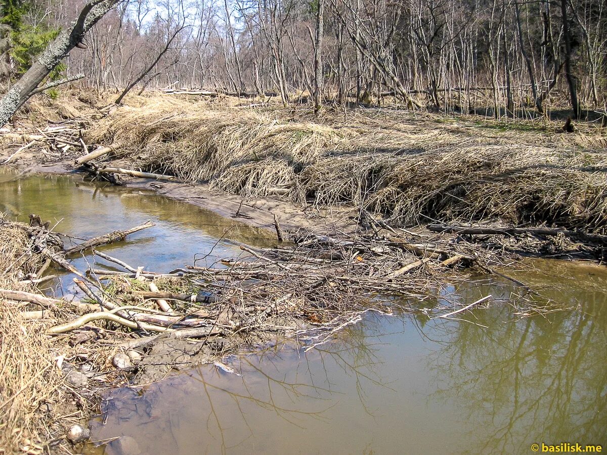 Обыкновенный бобр плотина. Запруда бобров. Бобры запруда. Плотина бобров. Хатки и плотины бобров.