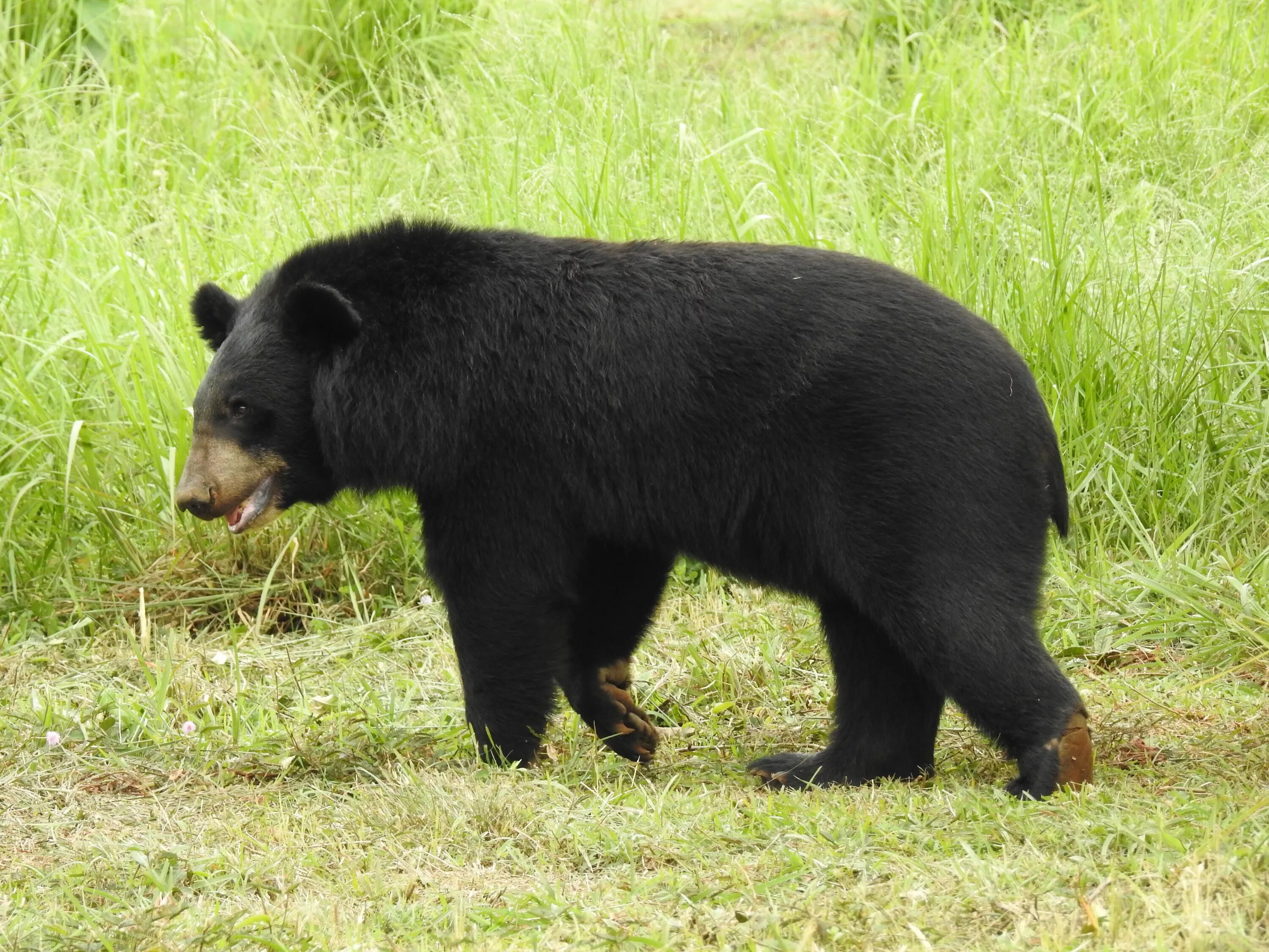 A bear can go