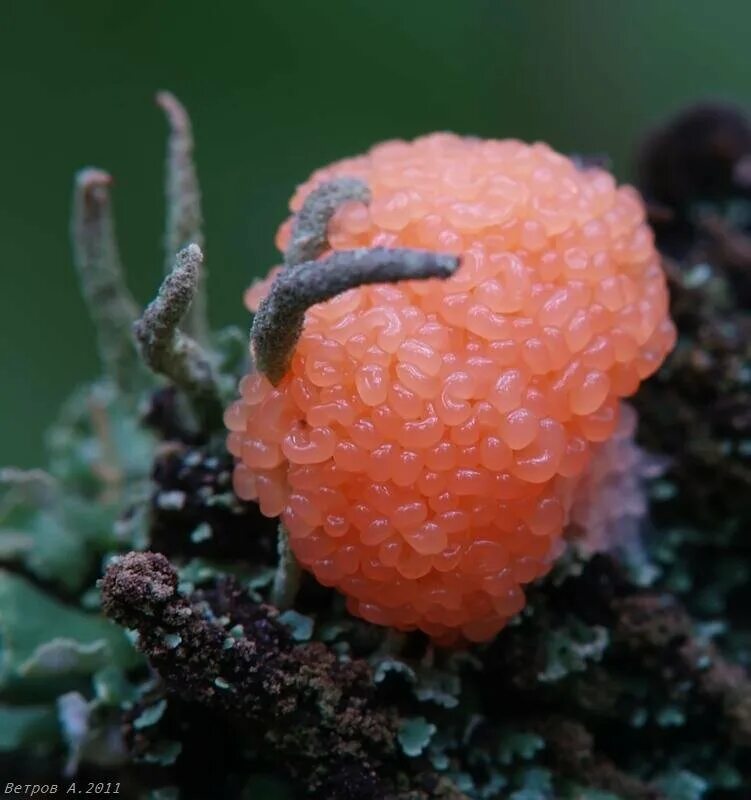 Siphoptychium violaceum слизевики. Плазмодий и г. Ходячий гриб плазмодий. Слизевик плазмодий. Слизевики грибоподобные организмы.