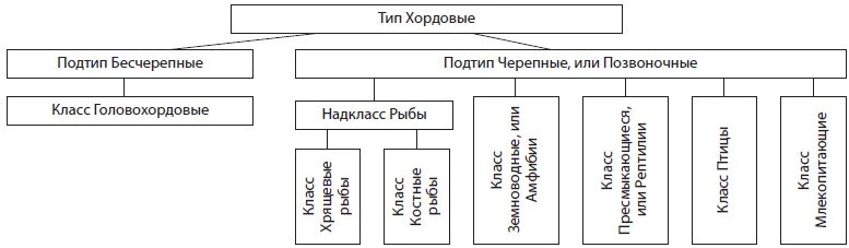 Хордовые тип животных имеющих. Позвоночные классификация систематика. тип хордовые систематика схема. классификация хордовых животных схема. классификация типа хордовых.